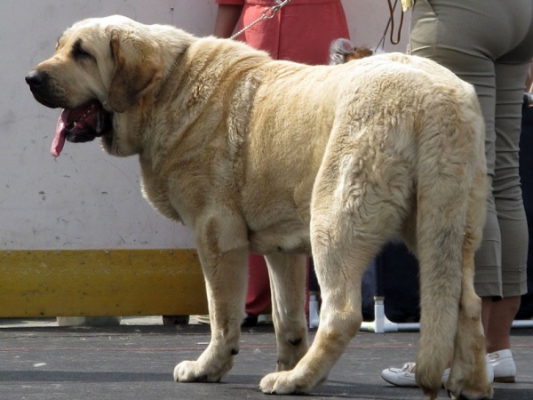 Joko Mastibe:­ exc 1, CAC, Best female, Best of breed (BOB) - Intermediate Class Females, The Cup of Pro Pac 2009, Noginsk
Basil Mastifland and Goya Mastibe
Born: 20.12.2007 
Keywords: 2009 cortedemadrid