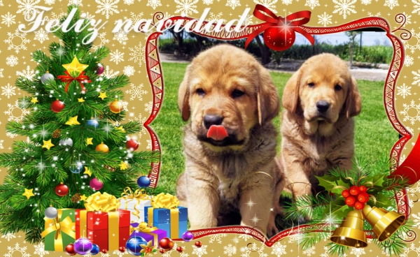 Merry Christmas 2020 from José Mastin de Loredo
