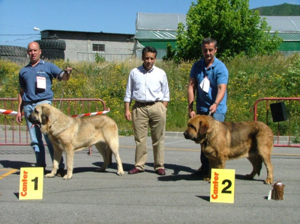 1º Zamarro de Buxionte & 2º Leal de Laciana - Junior Class Males/Jóvenes Machos, Villablino, Leon, 04.07.2004


 

Keywords: 2004