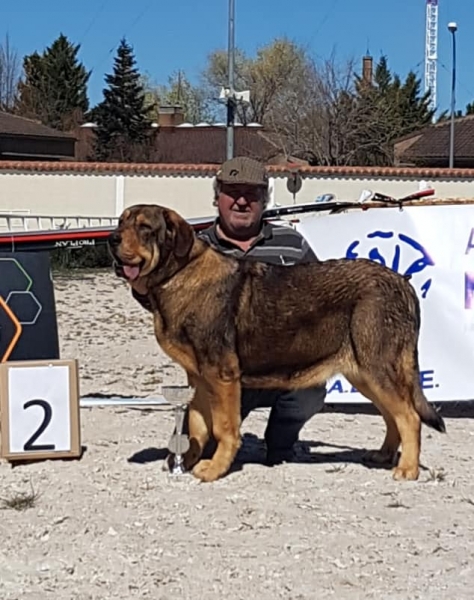 Jovenes hembras, VI Concurso de Mastín Español, AEPME - Cuenca, Spain 13.04.2019 
