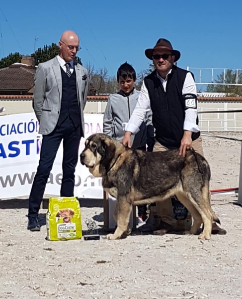 Jovenes hembras, VI Concurso de Mastín Español, AEPME - Cuenca, Spain 13.04.2019 
Keywords: 2019