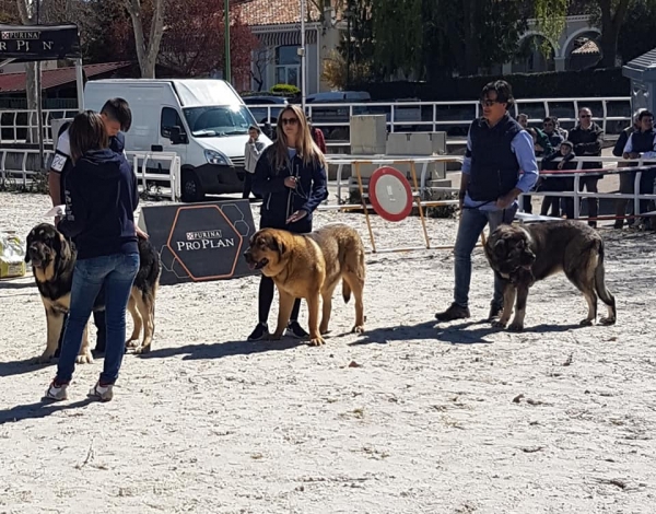 Jovenes hembras, VI Concurso de Mastín Español, AEPME - Cuenca, Spain 13.04.2019 
Keywords: 2019