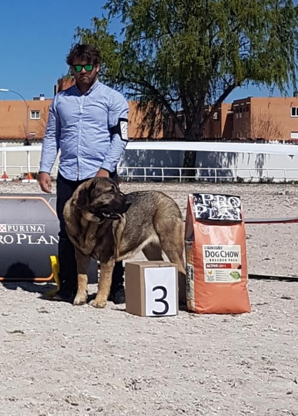 Jovenes hembras, VI Concurso de Mastín Español, AEPME - Cuenca, Spain 13.04.2019 
Keywords: 2019