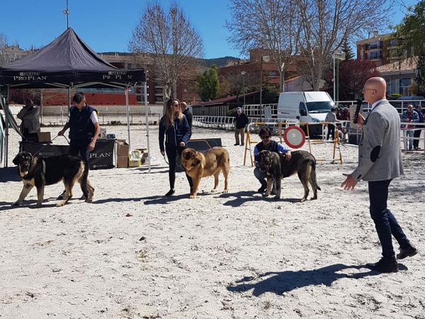 Jovenes hembras, VI Concurso de Mastín Español, AEPME - Cuenca, Spain 13.04.2019 
Keywords: 2019