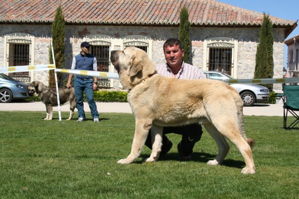 Toura de Fonteferra - EXC. 1, Best Young - Ávila, 30.04.2006
Photo: Juan Garrido -  © Copyright
Keywords: 2006