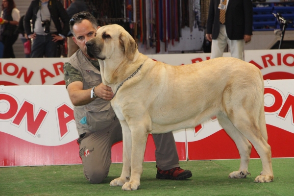 CH Jr Joya de Tierra de Órbigo. 
Campeona joven de España 2018.
Keywords: tierraorbigo