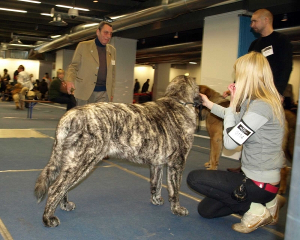 Julia Mastibe: exc. 1, BOB Junior, Best female 2 - Junior Class Females, International Dog Show, Tallinn, 13-14.02.2009
Keywords: 2009