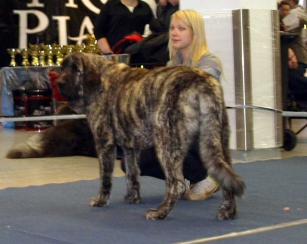 Julia Mastibe: exc. 1, BOB Junior, Best female 2 - Junior Class Females, International Dog Show, Tallinn, 13-14.02.2009
Keywords: 2009