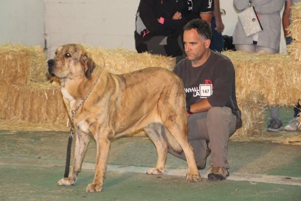 CH Jr Jungla de Tierra de Órbigo. 
Campeona Joven del Mundo 2017.
Keywords: tierraorbigo