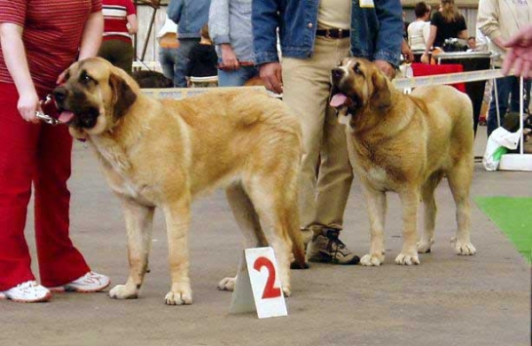 Elita z Kraje Sokolu, Exc. 2 & Gulietta Mastibe, Very Good 3 - Young Class Females - Club Show of Moloss Club - Mlada Boleslav 14.05.2005
Elita z Kraje Sokolu: (Enamorado Ernesto Mastibe x Aylen z Kraje Sokolu) 
Gulietta Mastibe: (Enamorado Ernesto Mastibe x Connie Mastibe)  

Keywords: 2005