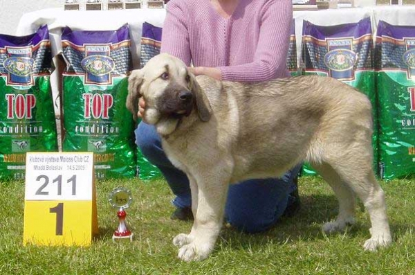 Florita Maja Tornado Erben - Baby Class Females: Very Promising 1, Primus Baby - Club Show of Moloss Club - Mlada Boleslav 14.05.2005
(Druso de la Aljabara x Cica Ha-La-Mü) 

Keywords: 2005 tornado puppy cachorro