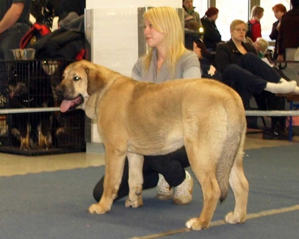 Kally Amena Mastibe: very promising 1, Promotion Prize, BOB Puppy - Puppy Class Females, International Dog Show, Tallinn, 13-14.02.2009
Keywords: 2009