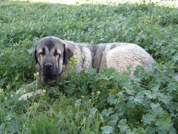 Kampo Dancá Cotufa - 14 months.
(Ch. Ulises de Ablanera x Chanca Dancá Cotufa) 
 

Keywords: cotufa