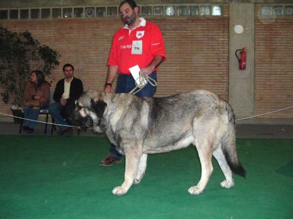 Kampo Dancá Cotufa: EXC. 1, RCAC - Intermediate Class Males - National show Cádiz 20.11.2004
(Ch. Ulises de Ablanera x Chanca Dancá Cotufa)
Breeder & owner: Manuel Romero and Ana Gonzalez  

Keywords: 2004 cotufa