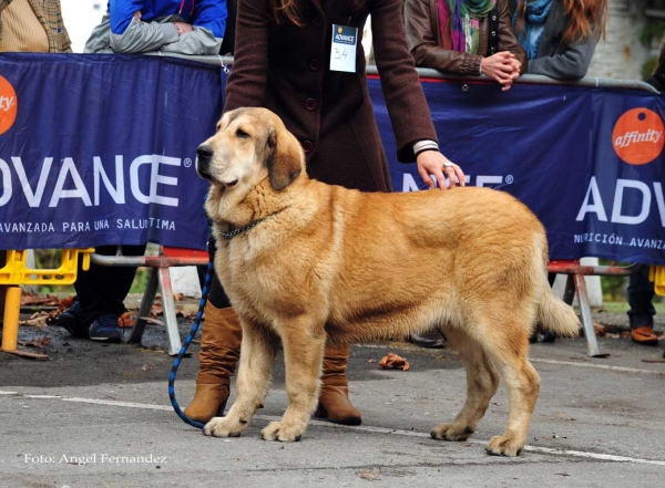 Kanara de Babia: VG 5 - Puppy Class Females, Villa de Luarca 27.11.2011
Keywords: 2011