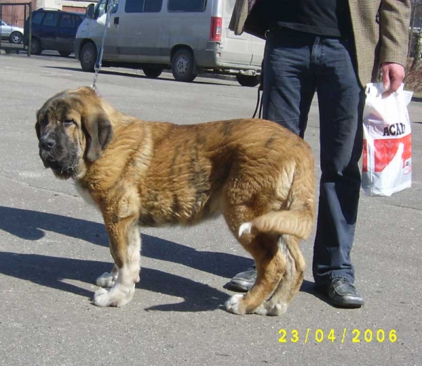 HAREM ULMAF KARUS-KAHRUT - Best of Breed-Puppy, Puppy Best in Show-III - Latvian Mastiff Club Specialty Show for Mastiff and Bullterrier breeds, Riga, Latvia, 23.04. 2006
(Muscular Pick-Up-Speed X Fortuna of the Witches Meltingpot)
Born 08.12.2005

Keywords: 2006 cachorro