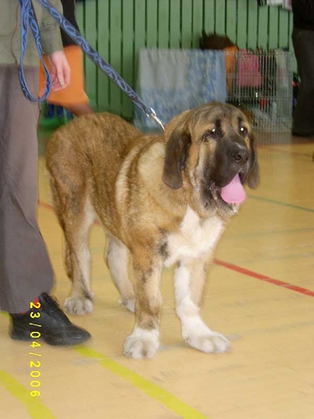 HAREM ULMAF KARUS-KAHRUT - Best of Breed-Puppy, Puppy Best in Show-III - Latvian Mastiff Club Specialty Show for Mastiff and Bullterrier breeds, Riga, Latvia, 23.04. 2006
(Muscular Pick-Up-Speed X Fortuna of the Witches Meltingpot)
Born 08.12.2005

Keywords: 2006 cachorro