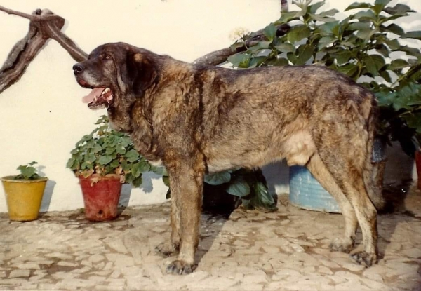 Kazán, años 80 
Propiedad de Matilde Campos - afijo "Montejaeña"
Keywords: 1980