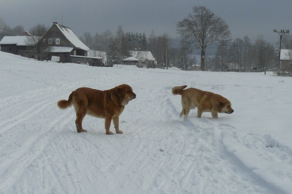 Winter Walk - mastines from Con Fundo
Keywords: confundo snow nieve