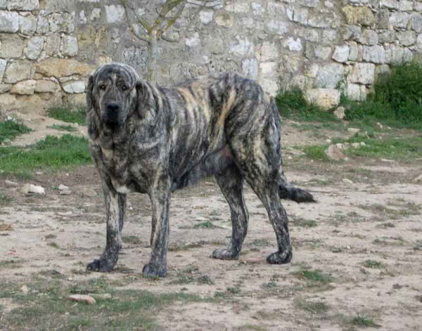 Liana de Fuente Mimbre
(Homero de Ablanera x Bañolas de Trashumancia)
 

