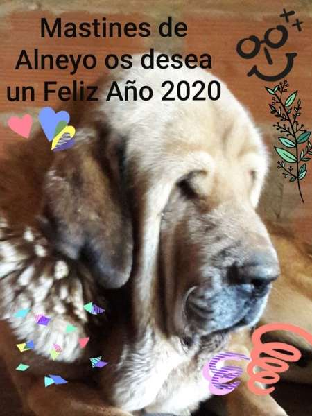 Merry Christmas 2019 from Alneyo
