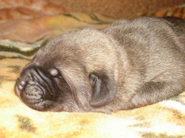 Female puppy from Mastibe born 26.07.2008
Seo de Torreanaz x Amiga Zazi Bis Mastibe
26.07.2008

Keywords: puppyczech mastibe