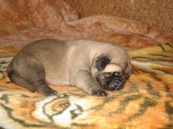 Female puppy from Mastibe born 26.07.2008
Seo de Torreanaz x Amiga Zazi Bis Mastibe
26.07.2008

Keywords: puppyczech mastibe