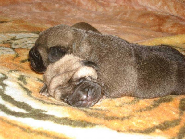 Female puppies from Mastibe born 26.07.2008
Seo de Torreanaz x Amiga Zazi Bis Mastibe
26.07.2008

Keywords: puppyczech mastibe