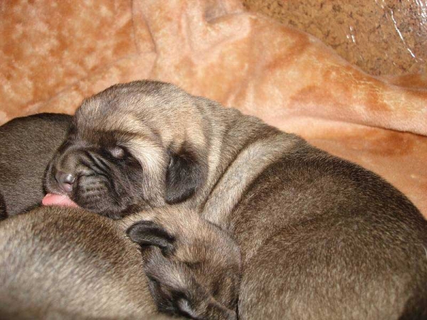 Male puppy from Mastibe born 26.07.2008
Seo de Torreanaz x Amiga Zazi Bis Mastibe
26.07.2008

Keywords: puppyczech mastibe