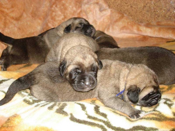 Male puppies from Mastibe born 26.07.2008
Seo de Torreanaz x Amiga Zazi Bis Mastibe
26.07.2008

Keywords: puppyczech mastibe