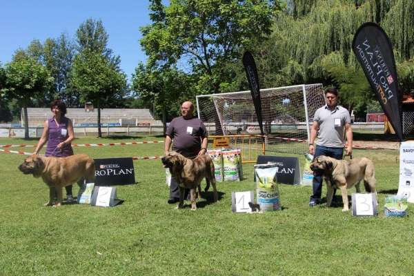 2. Bora de Bassillón, 1. Prua de La Cangueta, 3. Nena de Abarrio - Young Class Females, Veguellina de Órbigo 29.08.2017


Keywords: 2017