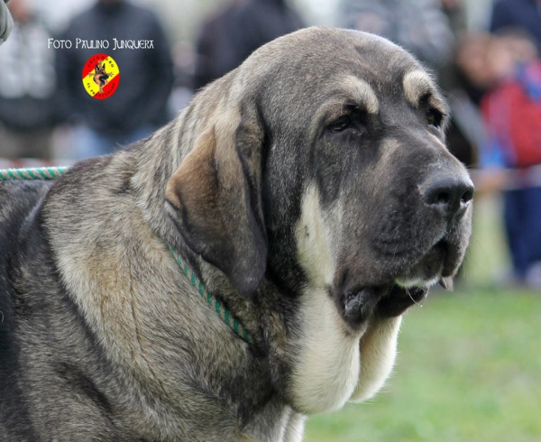 Landa I de Campollano - Young Class Females, Mansilla de las Mulas 09.11.2014
Keywords: 2014 head portrait cabeza