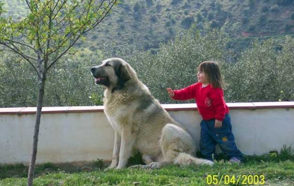 Thor & Laura 
2. Winner Photo of September 2008 in Mastin Gallery
Keywords: vulpeja pastrana