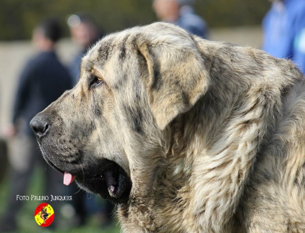 Leal de Gustamores: 3º Young Class Males - Mansilla de las Mulas 09.11.2014
Keywords: 2014 head portrait cabeza