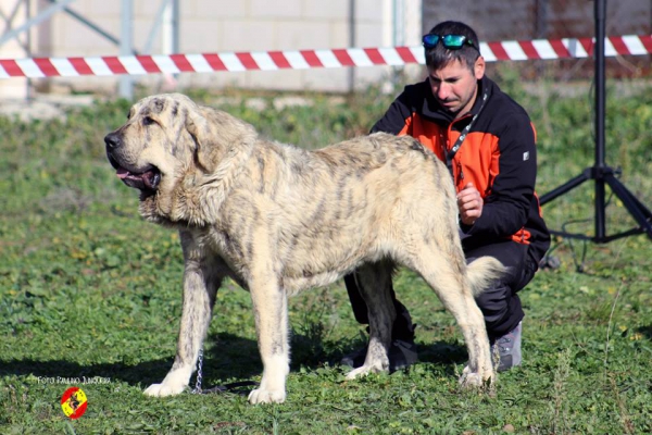 Leal de Gustamores: 3º Puppy Class Males - Mansilla de las Mulas 09.11.2014 
Keywords: 2014