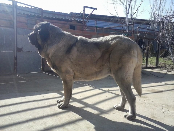 Linda de Katillune
Caruso de Fonteferra x una hija de Ch.Sanson (Bao la Madera)
