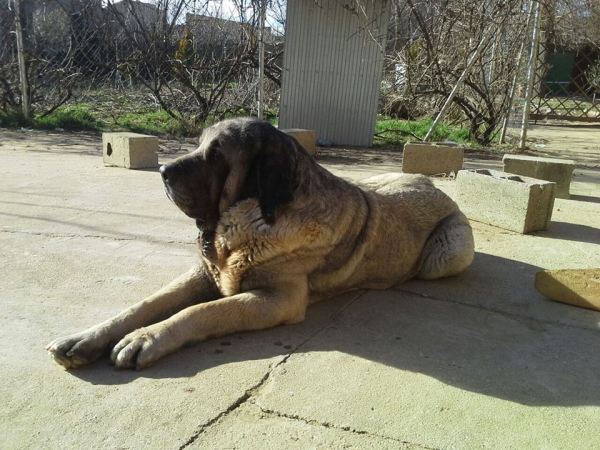 Linda de Katillune
Caruso de Fonteferra x una hija de Ch.Sanson (Bao la Madera)
