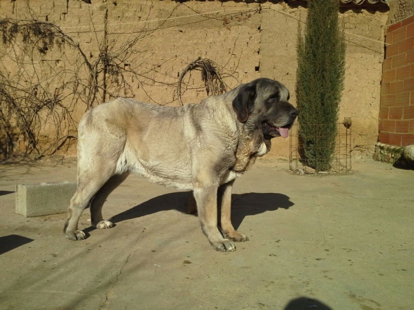 Linda de Katillune con 5 años
Caruso de Fonteferra x una hija de Ch.Sanson (Bao la Madera)
