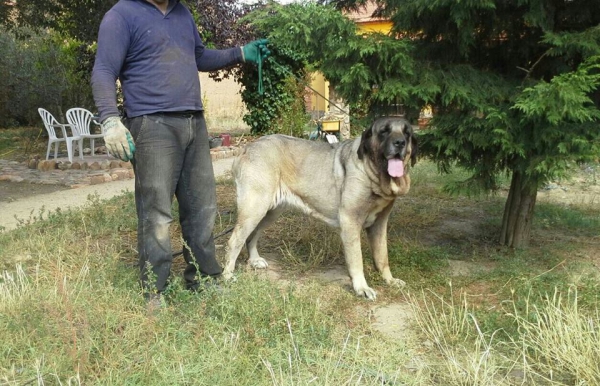 Linda de Katillune
Caruso de Fonteferra x una hija de Ch.Sanson (Bao la Madera)
