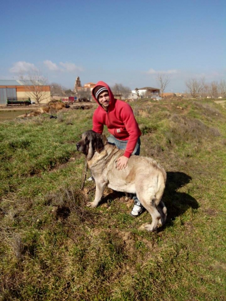 Linda de Katillune con 5 años
Caruso de Fonteferra x una hija de Ch.Sanson (Bao la Madera)
