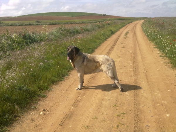 Linda de Katillune con 2 años
Caruso de Fonteferra x una hija de Ch.Sanson (Bao la Madera)Caruso de Fonteferra x una hija de Ch.Sanson (Bao la Madera)
