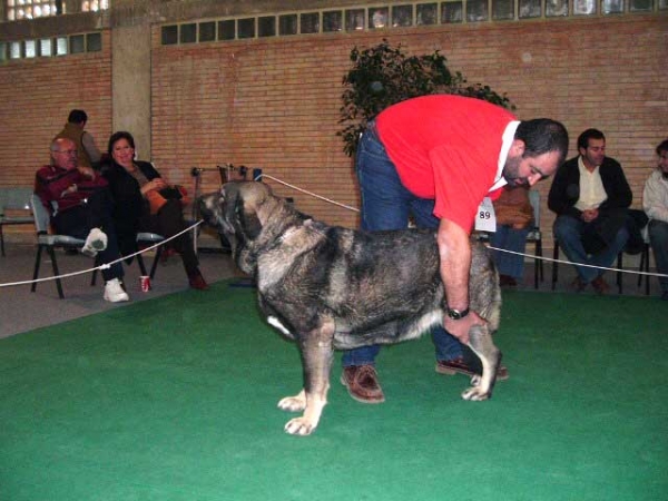 Lola Dancá Cotufa: EXC. 2 - Intermediate Class Females, National show, Cádiz 20.11.2004  
(Adriano de Aljabara x Estaca Dancá Cotufa)
Breeder & owner: Manuel Romero and Ana González  

Keywords: 2004 cotufa