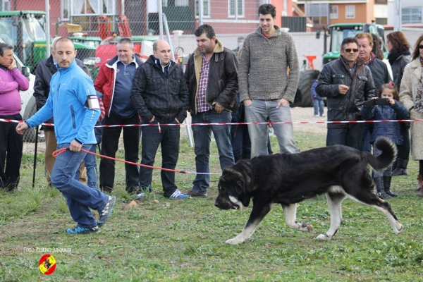 Loma I de Riolago: 2ª Open Class Females - Mansilla de las Mulas 09.11.2014 
Keywords: 2014