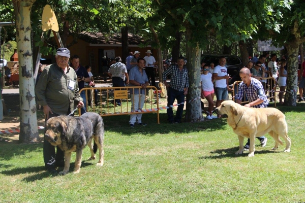 Competitors for Best Male: Open Class, Maura de Montañas de León, Intermediate Class Volldam de El Picu Moru - Veguellina de Órbigo, 29.07.2017 


Keywords: 2017