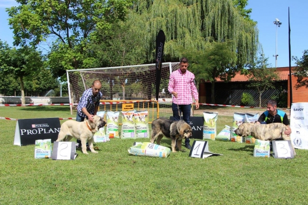 2. Nerón del Picu Moru, 1. Ion de la Filtrosa, 3. Corral de Gustamores - Young Puppies Males - Veguellina de Órbigo 29.08.2017
Keywords: 2017