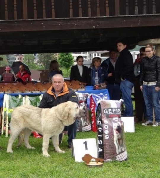 Luna II Valle del Pisueña - 1. muy cachorra y mejor muy cachorro, concurso de Arriondas 2012
Keywords: 2012 pisuena