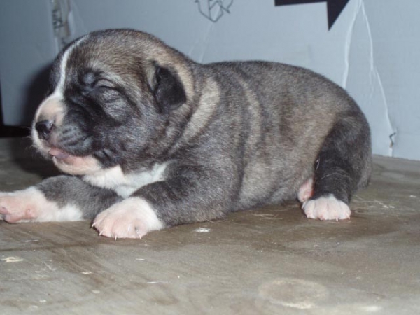 Lupe de Anaise - born 01.09.2007   
Apolo de Fontanar x Anaise de Trashumancia  
01.09.2007   

Keywords: puppyspain puppy cachorro