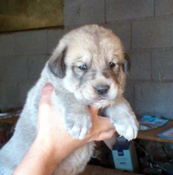 Puppy male from 'Puerto Canencia', 24 days - born 01.09.2011 
Sire: Kimbo (HD Libre A) (Azabache de Campollano X Fersa de Duelos y Quebrantos)
Dam: Colada de la Montes Pravianos (HD Sospecha B) (CH. Tigre de Montes Pravianos X Fedra de Hazas de Cesto)
Born: 01.09.2011


Keywords: puppyspain canencia