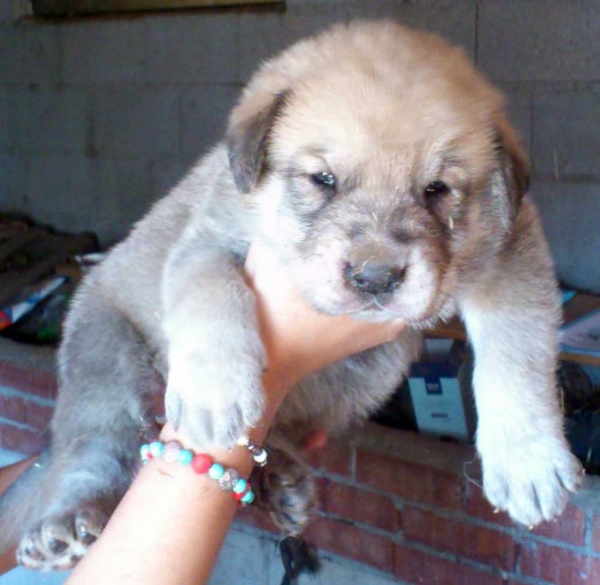 Puppy male from 'Puerto Canencia', 24 days - born 01.09.2011 
Sire: Kimbo (HD Libre A) (Azabache de Campollano X Fersa de Duelos y Quebrantos)
Dam: Colada de la Montes Pravianos (HD Sospecha B) (CH. Tigre de Montes Pravianos X Fedra de Hazas de Cesto)
Born: 01.09.2011


Keywords: puppyspain canencia