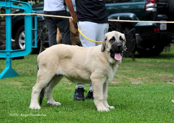 Neron del Picu Moru: VG - Young Puppies Males - Cangas de Onis, Asturias, Spain -  08.07.2017 (ASAME)
Keywords: 2017 asame picumoru